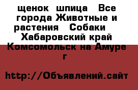 щенок  шпица - Все города Животные и растения » Собаки   . Хабаровский край,Комсомольск-на-Амуре г.